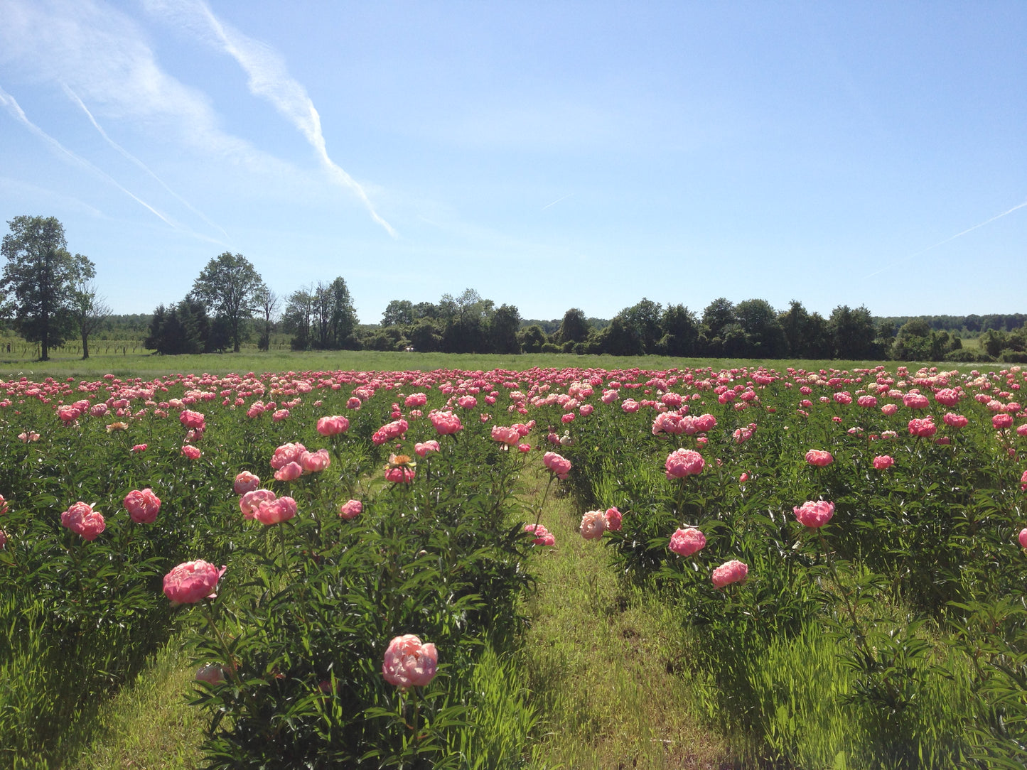 Styer's Peonies