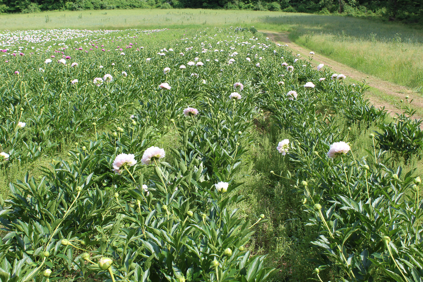 Styer's Peonies
