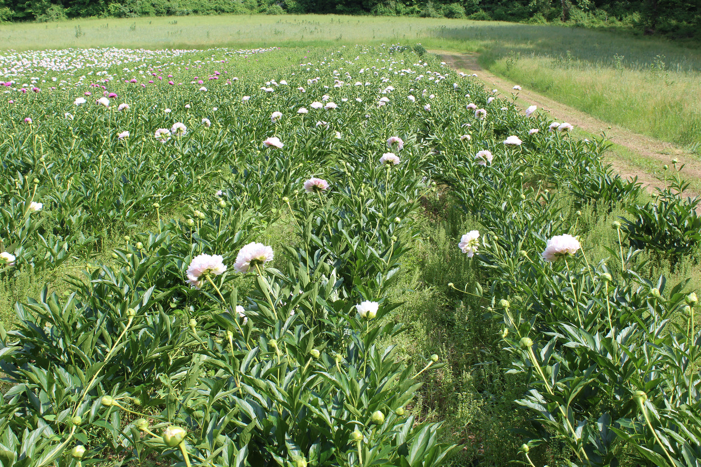 Styer's Peonies