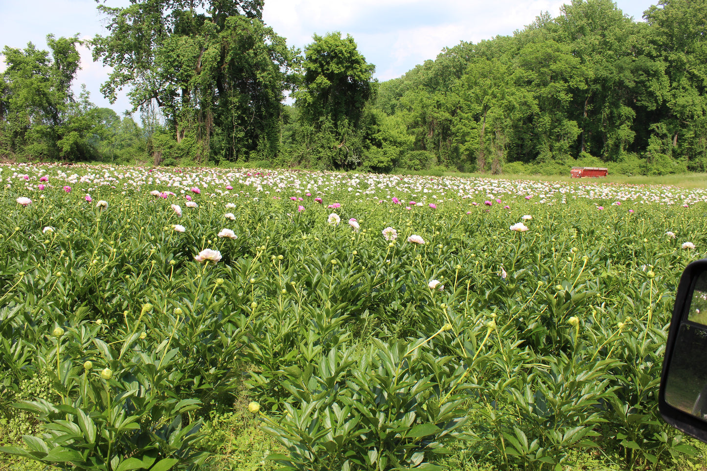 Styer's Peonies