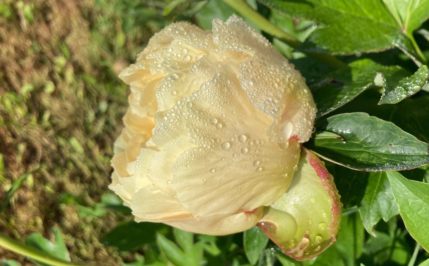 Garden Treasure