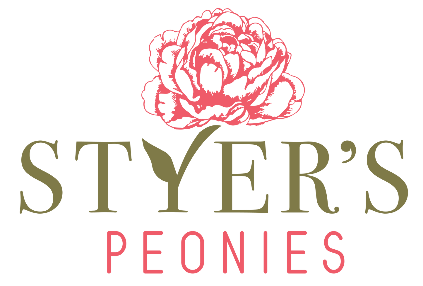 Styer's Peonies