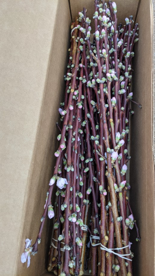 
                  
                    Peach Blossom Branches
                  
                