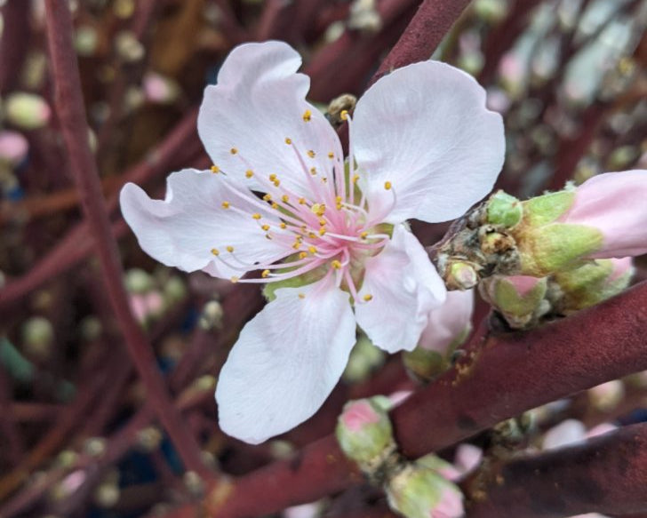
                  
                    Peach Blossom Branches
                  
                
