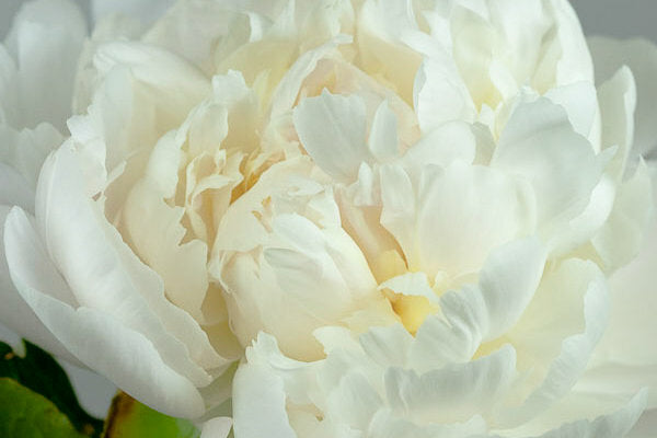 
                  
                    Krinkled White
                  
                