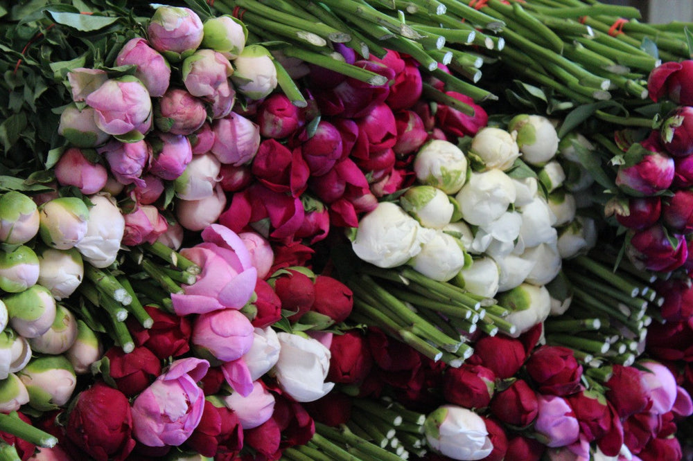 Styer's Peonies Gift Card
