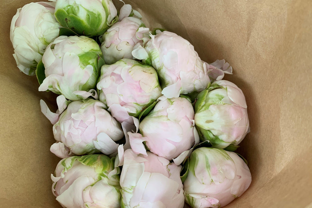 
                  
                    Blush 10 Stem Bouquet
                  
                