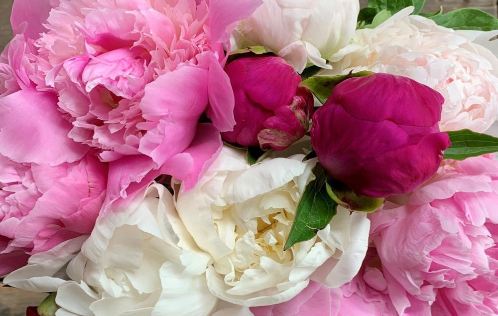 Fresh Cut Peony Bouquet, Free Shipping!