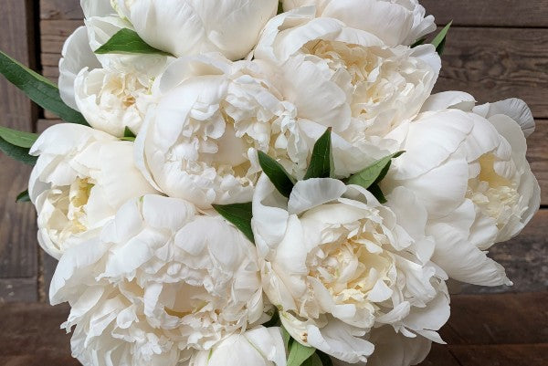 
                  
                    Fresh Cut Peony Bouquet, Free Shipping!
                  
                