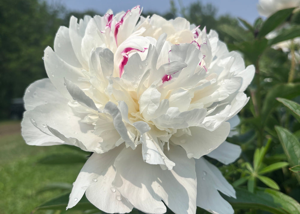 Festiva Maxima
