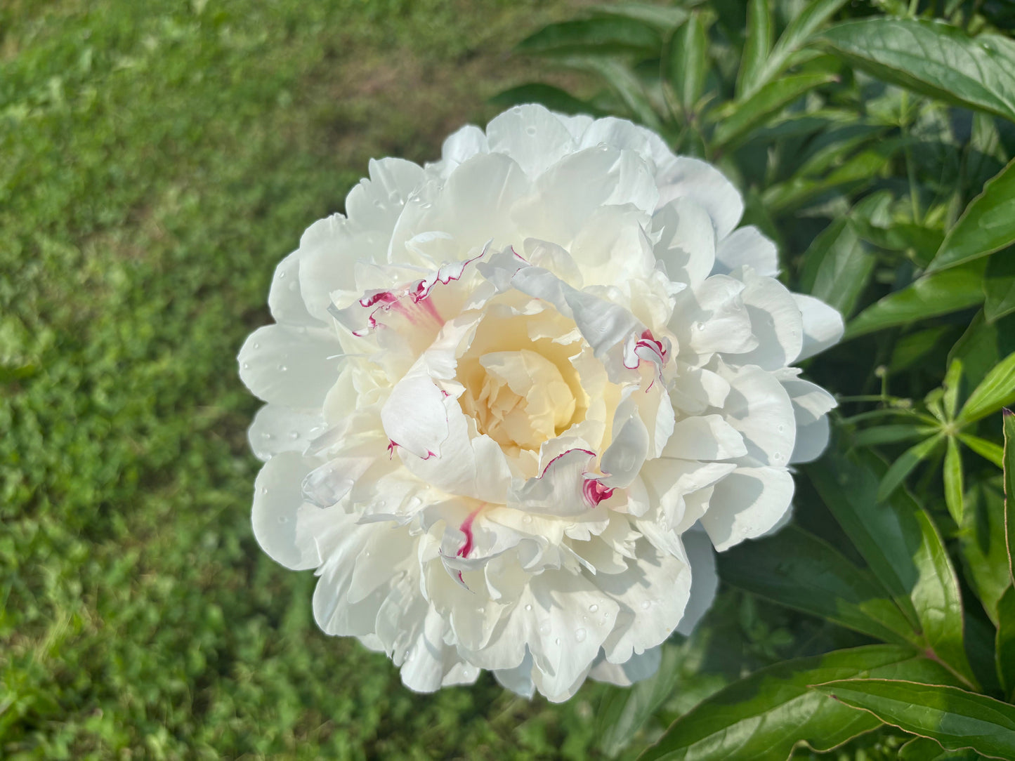 
                  
                    Festiva Maxima
                  
                