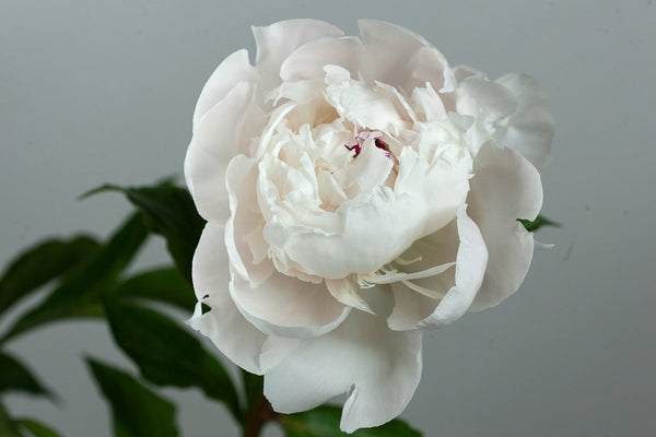 
                  
                    Festiva Maxima
                  
                