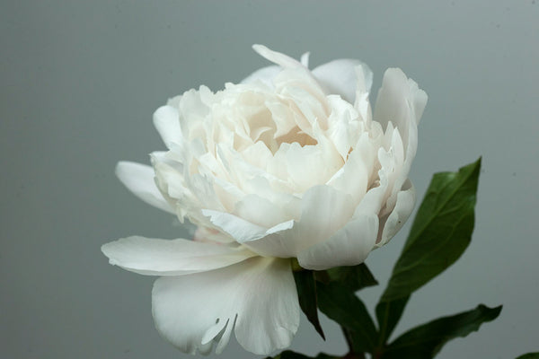 
                  
                    Festiva Maxima
                  
                
