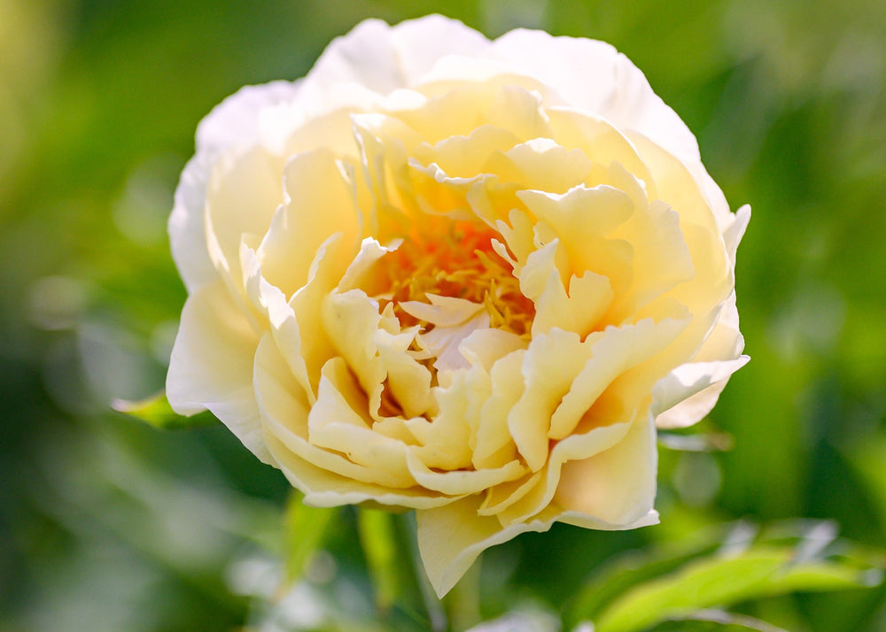 Garden Treasure