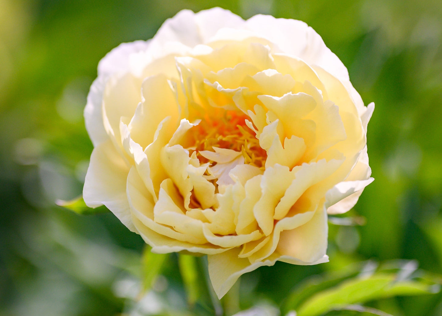 
                  
                    Garden Treasure
                  
                