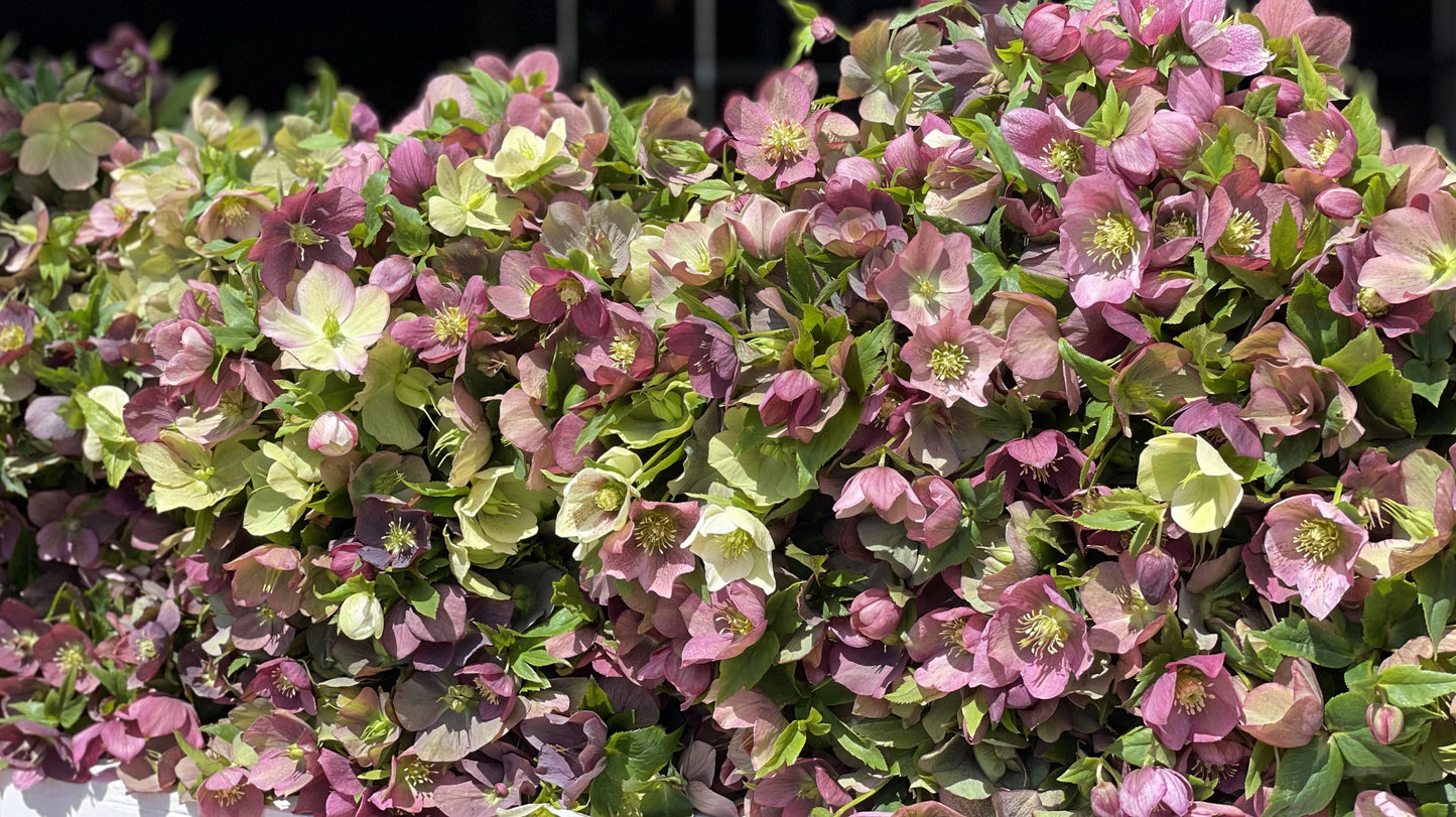 
                  
                    Hellebores Assorted
                  
                