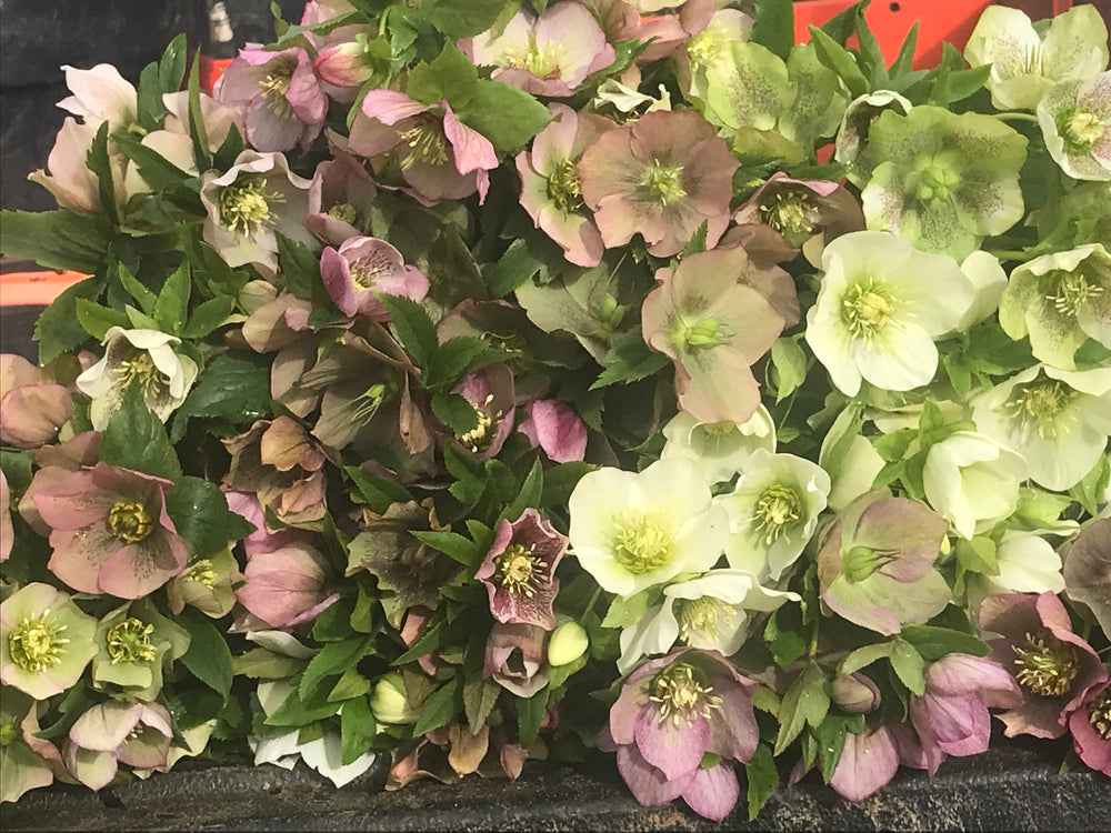 Hellebores Assorted
