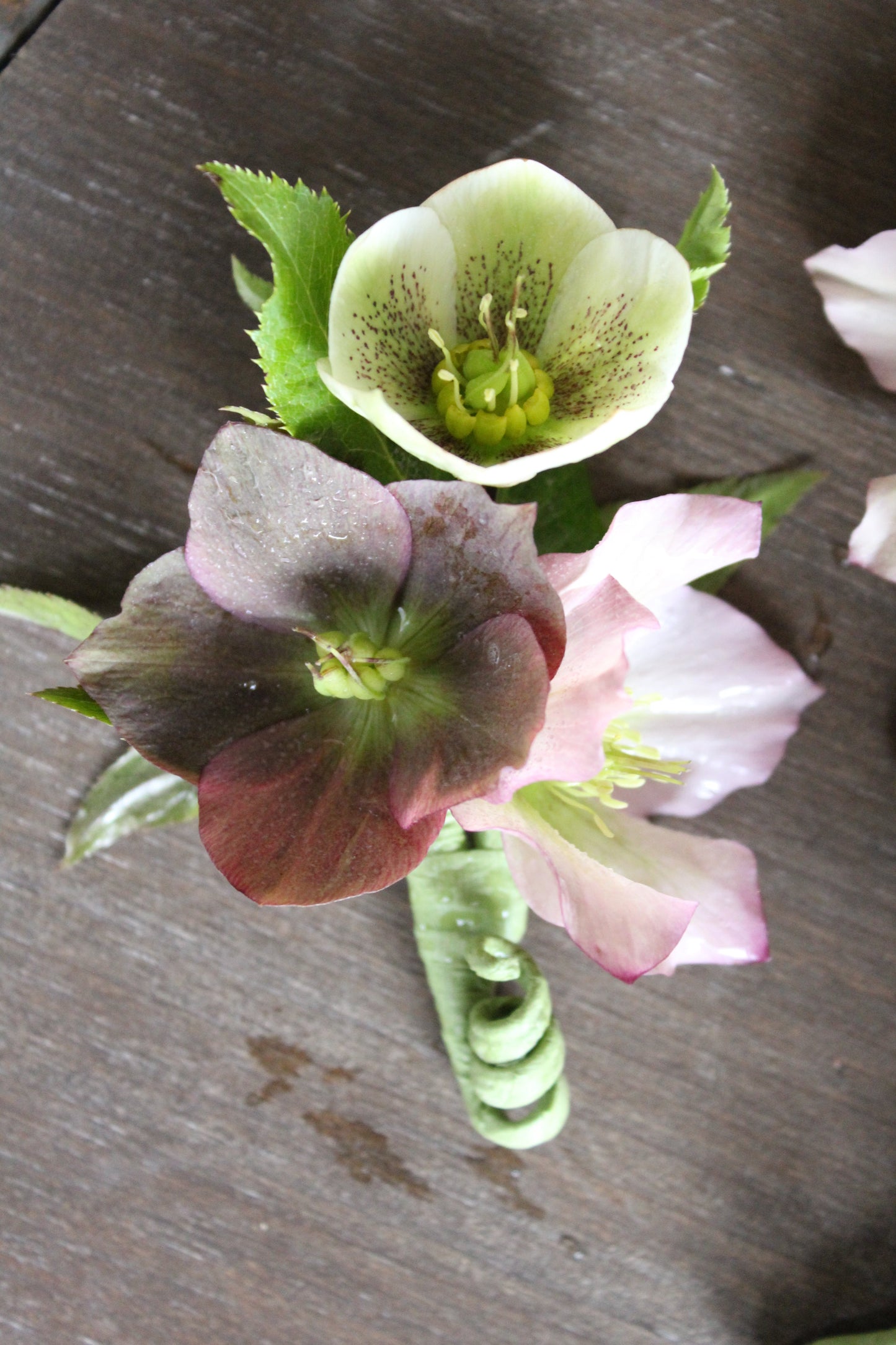 
                  
                    Hellebores Asst - Delivery on Wednesday, April 10th
                  
                