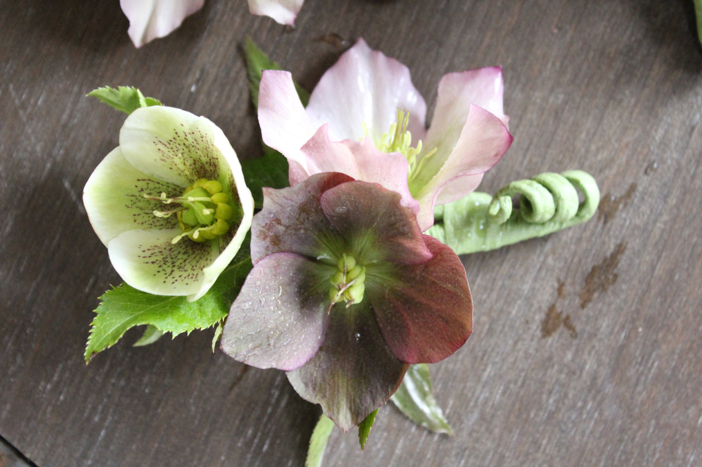 
                  
                    Hellebores Assorted
                  
                