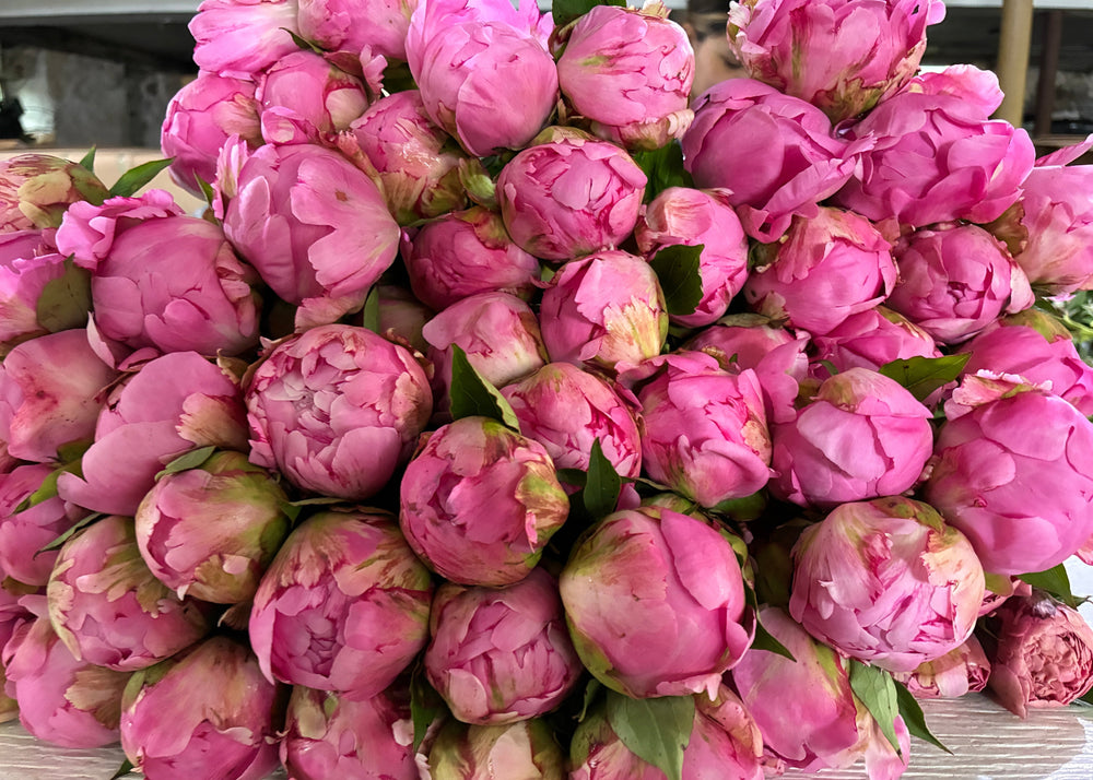 Pink Double - Mix of Shades