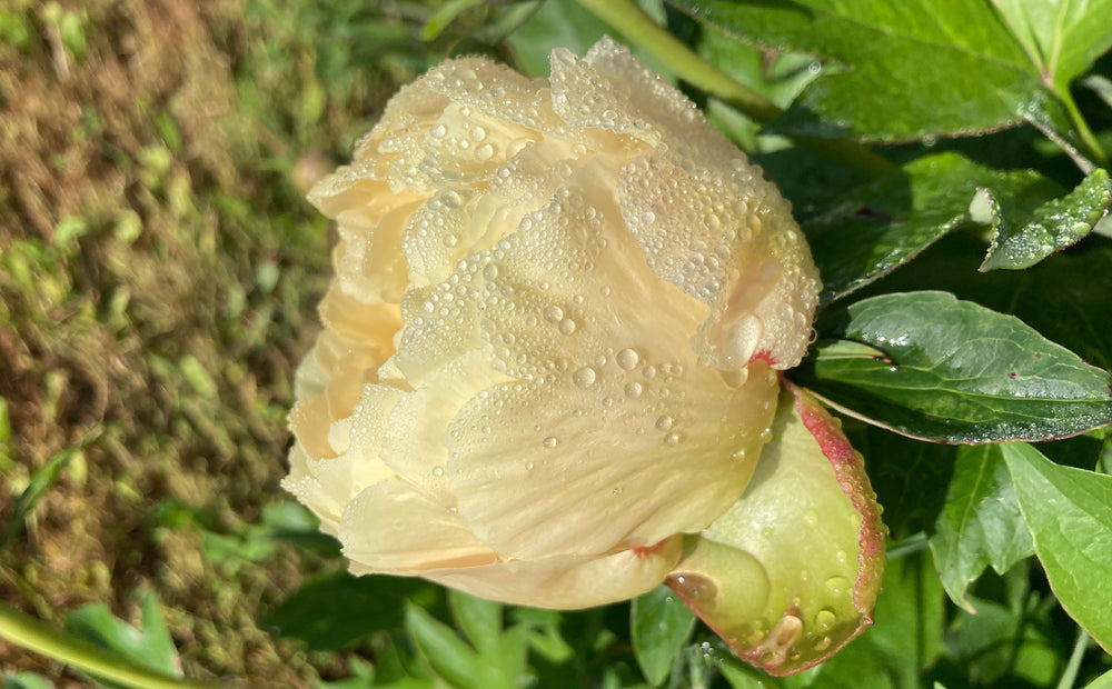
                  
                    Garden Treasure
                  
                