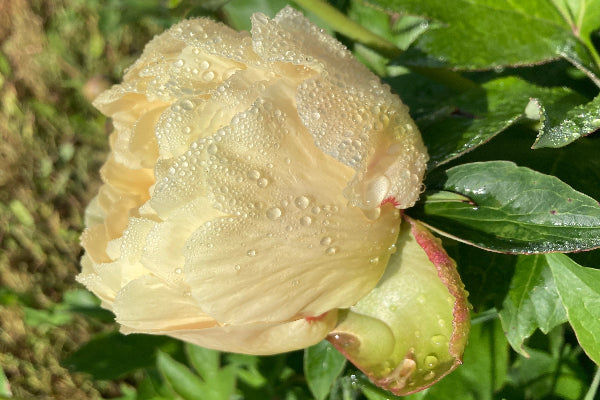 Garden Treasure