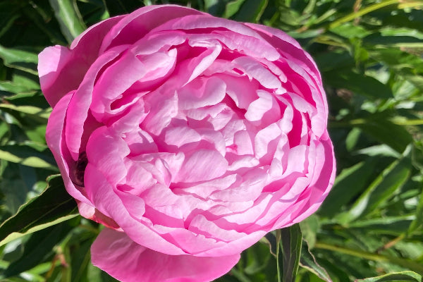 Pre-Mother's Day - Pink Double - Same variety