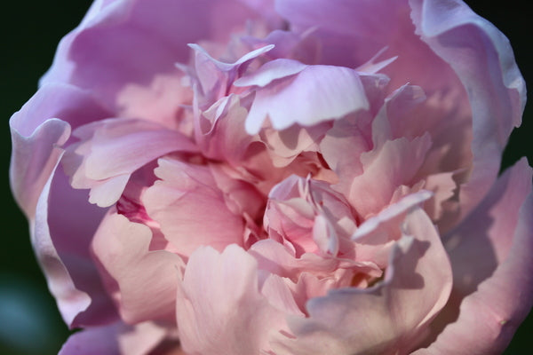 
                  
                    Pre-Mother's Day - Pink Double - Same variety
                  
                
