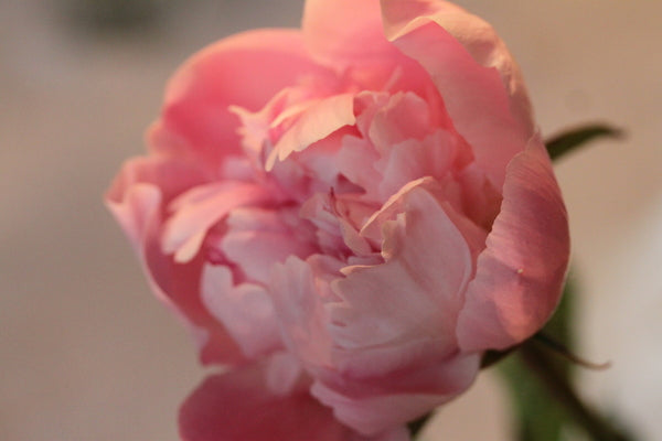 
                  
                    Pre-Mother's Day - Pink Double - Same variety
                  
                