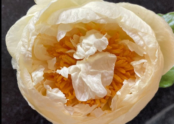 Lemon Chiffon