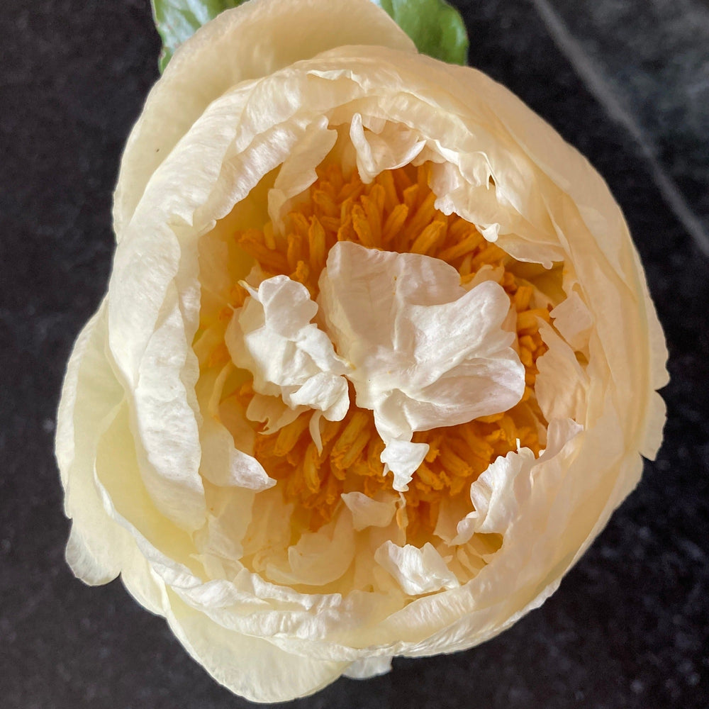 Lemon Chiffon