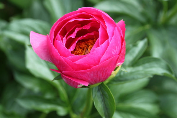 
                  
                    Lovely Rose
                  
                