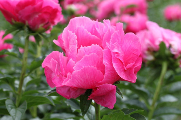 Lovely Rose