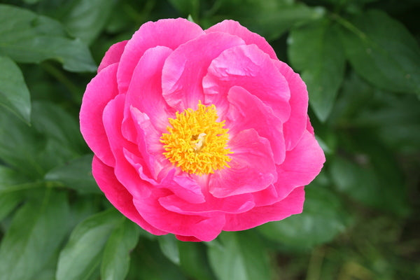 
                  
                    Lovely Rose
                  
                