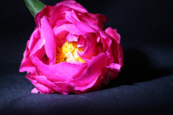 
                  
                    Lovely Rose
                  
                