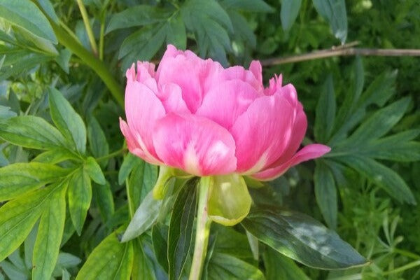 Pink Hawaiian Coral