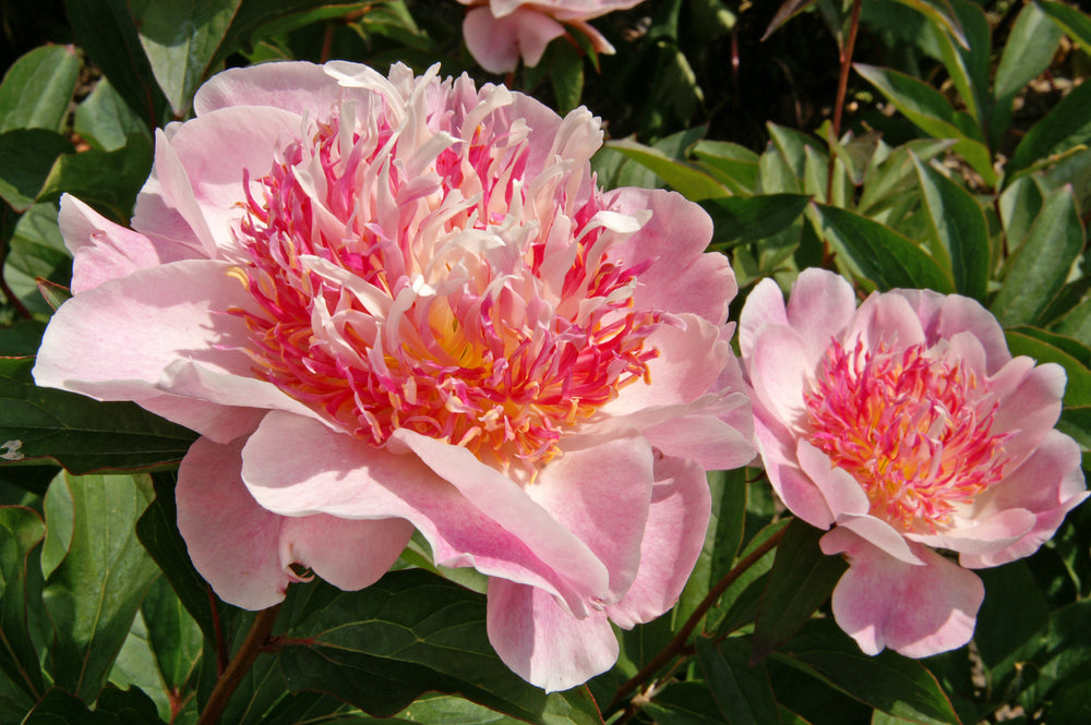 Do Tell – Styer's Peonies