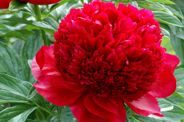 Red Charm
