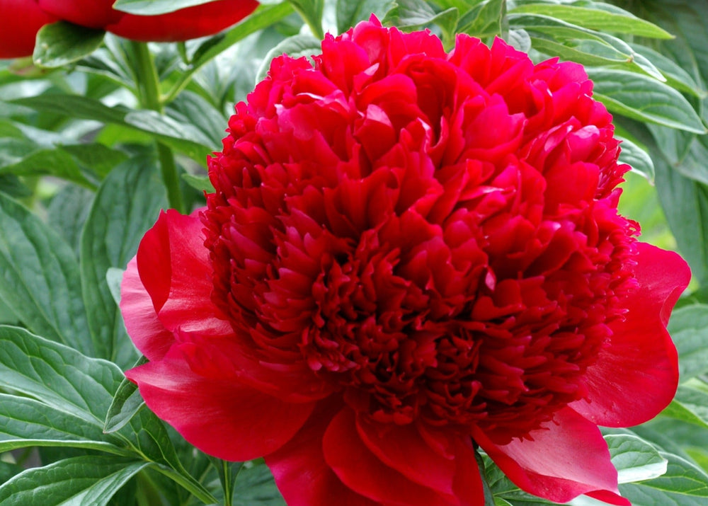 Red Charm