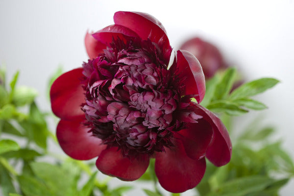 
                  
                    Red Charm
                  
                
