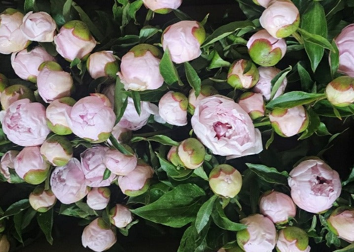 One Dozen Peony Jars