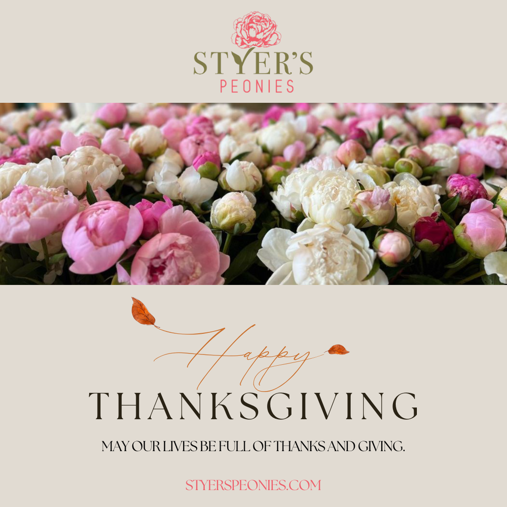 Styer's Peonies