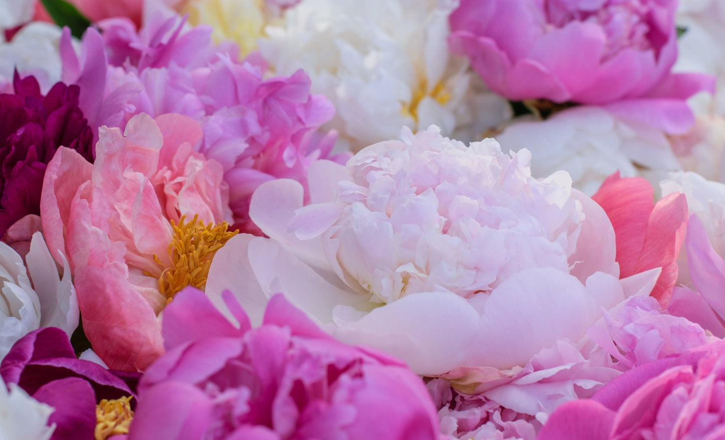 
                  
                    Peony Assortment
                  
                