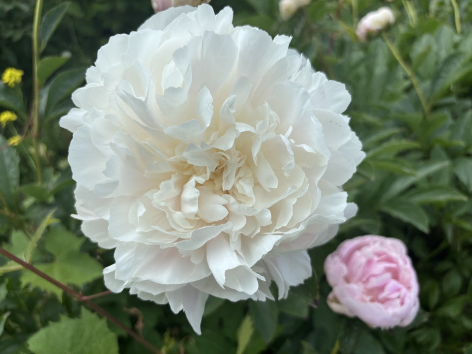
                  
                    Cornelia Shaylor
                  
                