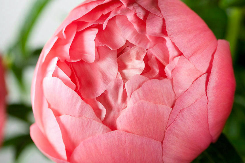
                  
                    Fresh Cut Peony Bouquet, Free Shipping!
                  
                