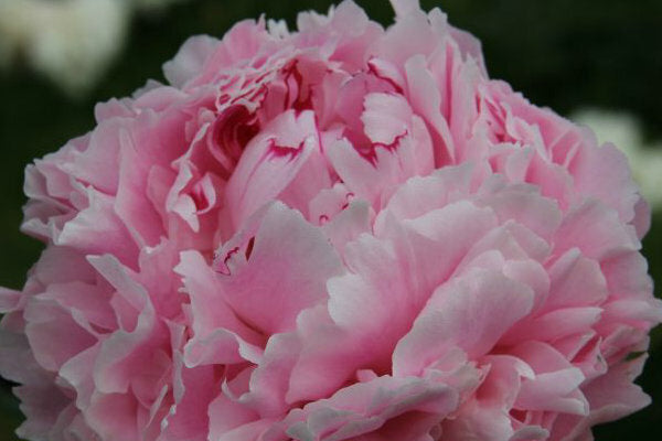 Reine Hortense