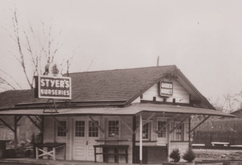 Styer's Peonies