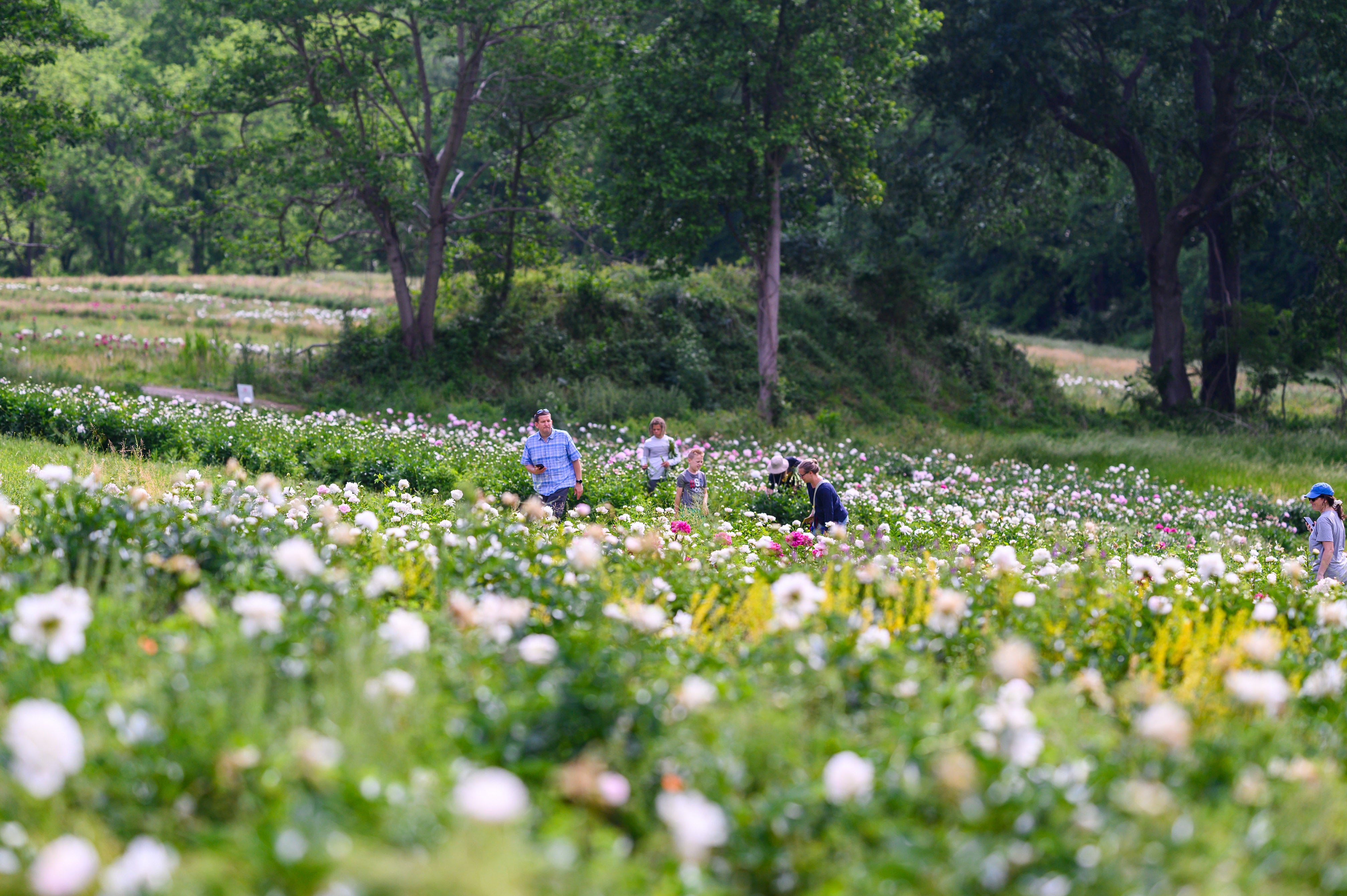 Festival of the Peony Styer's Peonies