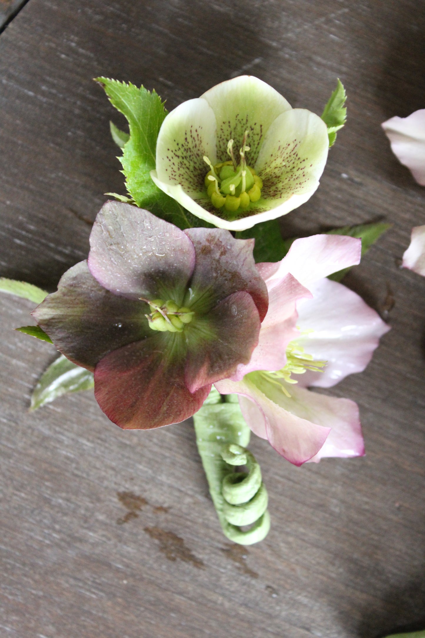 
                  
                    Hellebores Asst - Delivery on Wednesday, April 17th
                  
                