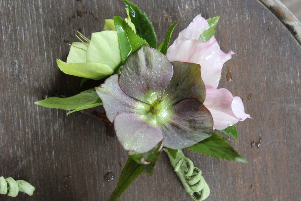 
                  
                    Hellebores Asst - Delivery on Wednesday, April 3rd
                  
                